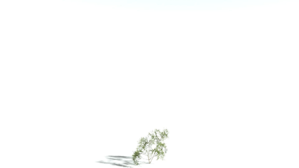 EVERYPlant European Hazel 3 --15 Models--
