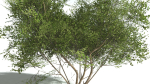 EVERYPlant European Hazel 3 --15 Models--