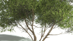EVERYPlant European Hazel 3 --15 Models--