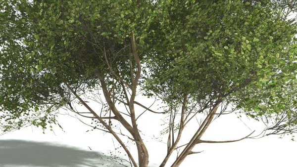 EVERYPlant European Hazel 3 --15 Models--