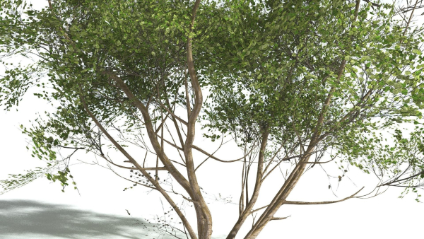 EVERYPlant European Hazel 3 --15 Models--