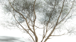 EVERYPlant European Hazel 3 --15 Models--