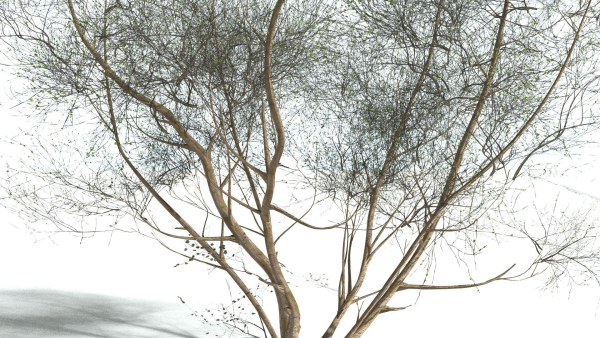 EVERYPlant European Hazel 3 --15 Models--