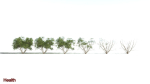 EVERYPlant European Hazel 3 --15 Models--