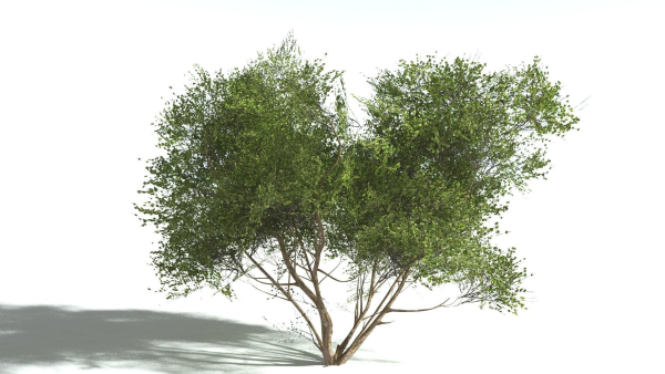 EVERYPlant European Hazel 3 --15 Models--