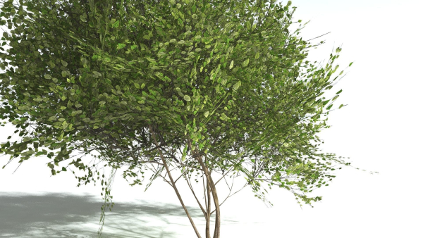 EVERYPlant European Hazel 3 --15 Models--