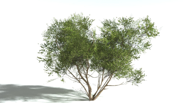 EVERYPlant European Hazel 3 --15 Models--