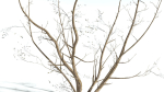 EVERYPlant European Hazel 3 --15 Models--