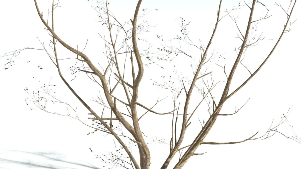 EVERYPlant European Hazel 3 --15 Models--