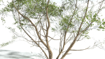 EVERYPlant European Hazel 3 --15 Models--