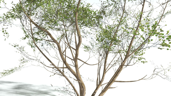 EVERYPlant European Hazel 3 --15 Models--
