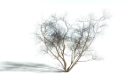 EVERYPlant European Hazel 3 --15 Models--