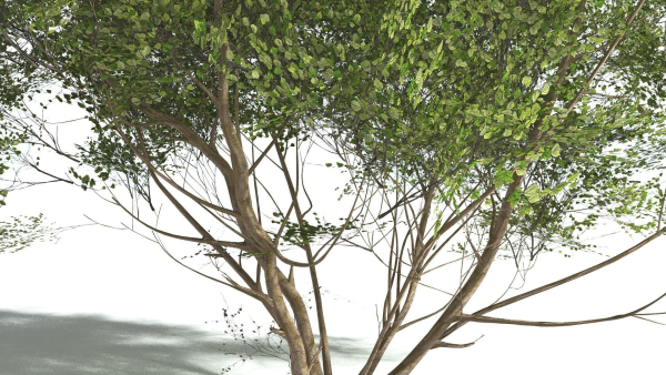 EVERYPlant European Hazel 3 --15 Models--