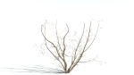 EVERYPlant European Hazel 3 --15 Models--