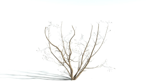 EVERYPlant European Hazel 3 --15 Models--