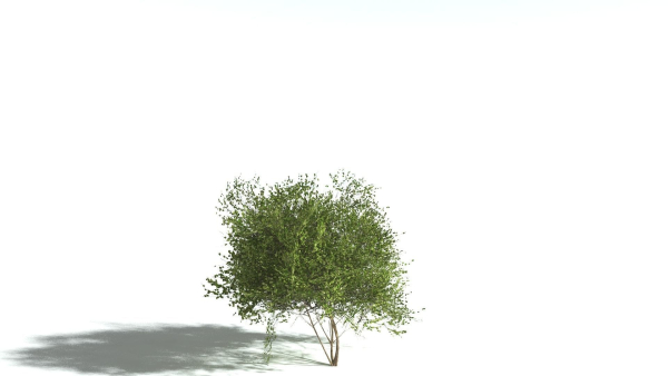 EVERYPlant European Hazel 3 --15 Models--