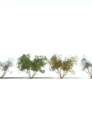 everyplant-european-hazel-3-15-models-3d-model-8c8f7f62d2