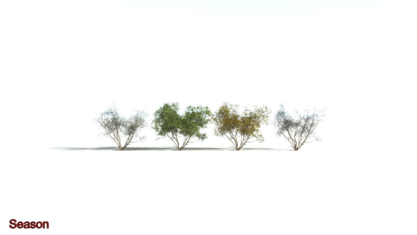 EVERYPlant European Hazel 3 --15 Models--
