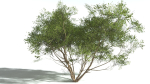 EVERYPlant European Hazel 3 --15 Models--