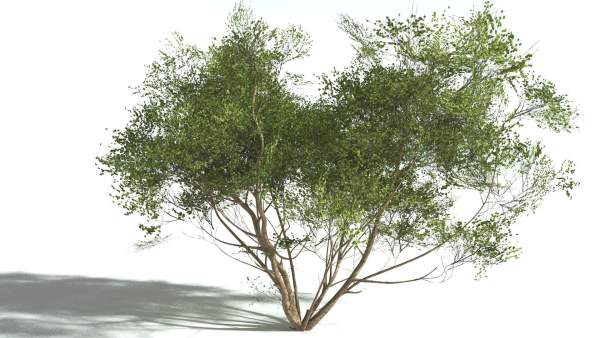 EVERYPlant European Hazel 3 --15 Models--