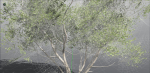 EVERYPlant European Hazel 3 --15 Models--