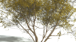EVERYPlant European Hazel 3 --15 Models--