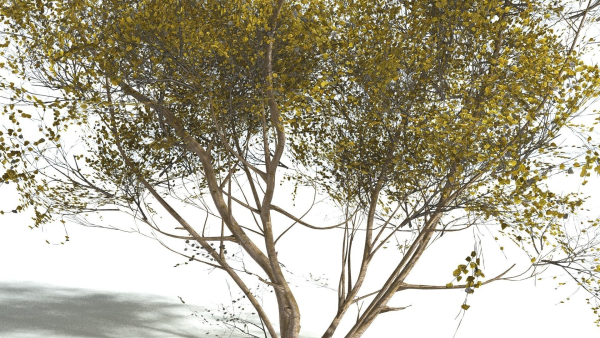 EVERYPlant European Hazel 3 --15 Models--