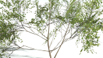 EVERYPlant European Hazel 3 --15 Models--