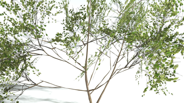 EVERYPlant European Hazel 3 --15 Models--