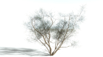 EVERYPlant European Hazel 3 --15 Models--
