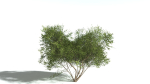 EVERYPlant European Hazel 3 --15 Models--
