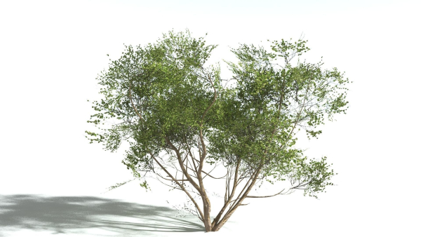 EVERYPlant European Hazel 3 --15 Models--