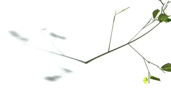 EVERYPlant European Hazel 3 --15 Models--