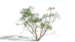 EVERYPlant European Hazel 3 --15 Models--