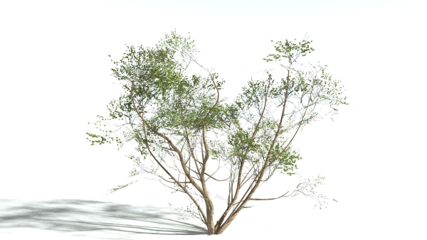 EVERYPlant European Hazel 3 --15 Models--