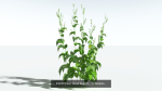 EVERYPlant European Oak Forest Biome Pack 5 --168 Models--