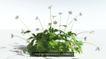 EVERYPlant European Oak Forest Biome Pack 5 --168 Models--