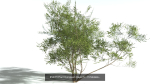 EVERYPlant European Oak Forest Biome Pack 5 --168 Models--