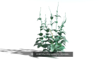 EVERYPlant European Oak Forest Biome Pack 5 --168 Models--