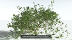 EVERYPlant European Oak Forest Biome Pack 5 --168 Models--
