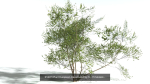EVERYPlant European Oak Forest LP Biome Pack 5 --168 Models--