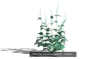 EVERYPlant European Oak Forest LP Biome Pack 5 --168 Models--