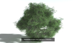 EVERYPlant European Oak Forest LP Biome Pack 5 --168 Models--