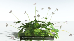 EVERYPlant European Oak Forest LP Biome Pack 5 --168 Models--