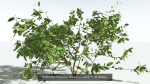 EVERYPlant European Oak Forest LP Biome Pack 5 --168 Models--