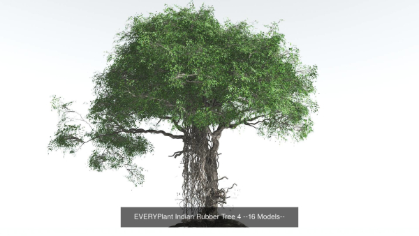 EVERYPlant Indian Rubber Tree Bundle --64 Models--