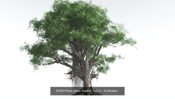 EVERYPlant Indian Rubber Tree Bundle --64 Models--
