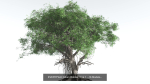 EVERYPlant Indian Rubber Tree Bundle --64 Models--