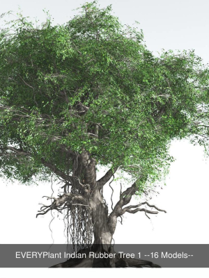 everyplant-indian-rubber-tree-bundle-64-models-3d-model-c135e38175
