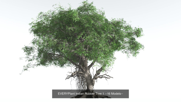 EVERYPlant Indian Rubber Tree Bundle --64 Models--